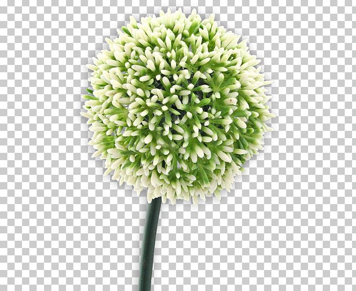 Flower PNG, Clipart, Allium Altissimum, Flower, Grass, Nature, Plant Free PNG Download