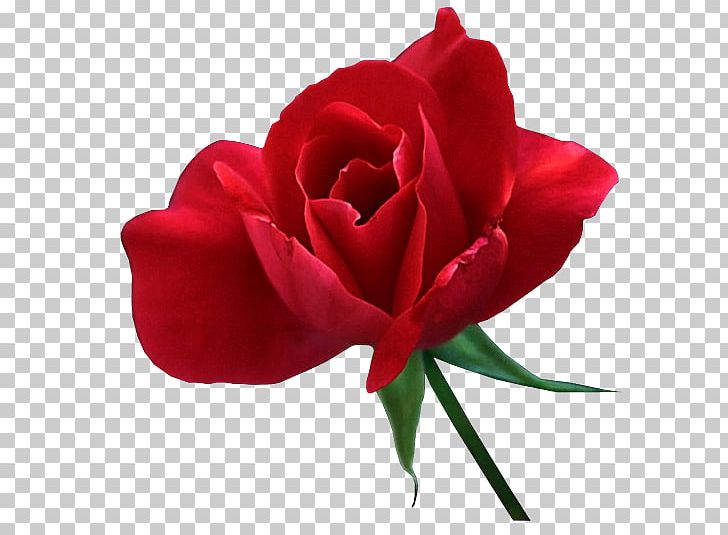 Garden Roses Flower Cabbage Rose Haku PNG, Clipart, Animaatio, China Rose, Closeup, Cut Flowers, Floribunda Free PNG Download