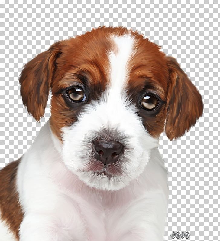 Jack Russell Terrier Puppy Veterinary Medicine Paraveterinary Worker Veterinarian PNG, Clipart, Animal, Animals, Carnivoran, Companion Dog, Dog Breed Free PNG Download