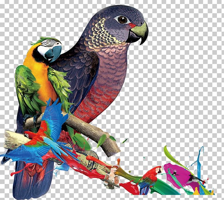 Parrot Macaw Lories And Lorikeets Parakeet Crested Myna PNG, Clipart, Animal, Beak, Bird, Birds, Black Free PNG Download