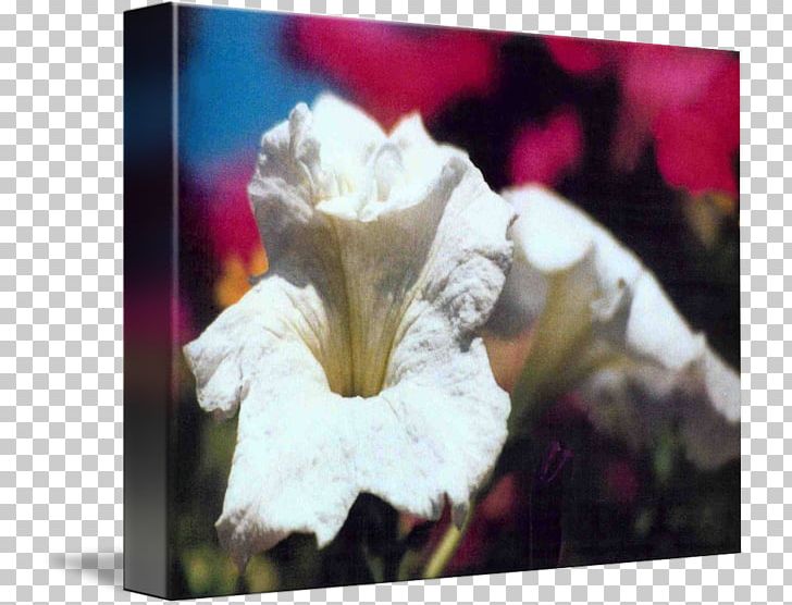 Cat Petal Flower Mug PNG, Clipart, Animals, Cat, Flower, Flowering Plant, Iris Free PNG Download