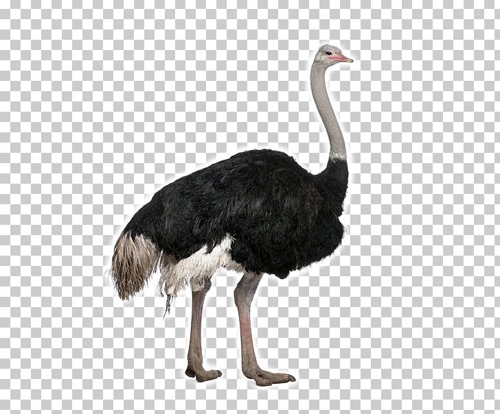 Common Ostrich Bird Stock Photography PNG, Clipart, Animals, Beak, Bird, Common Ostrich, Download Free PNG Download