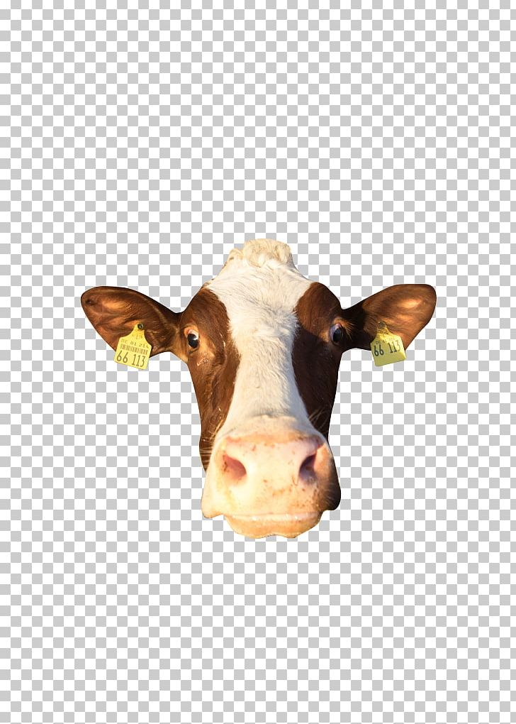 Dairy Cattle Calf Ox PNG, Clipart, Calf, Cattle, Cattle Like Mammal, Cow Goat Family, Dairy Free PNG Download