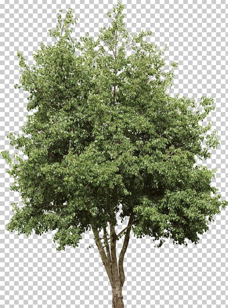 Tree PNG, Clipart, Black Locust, Branch, Computer Icons, Desktop Wallpaper, Drawing Free PNG Download