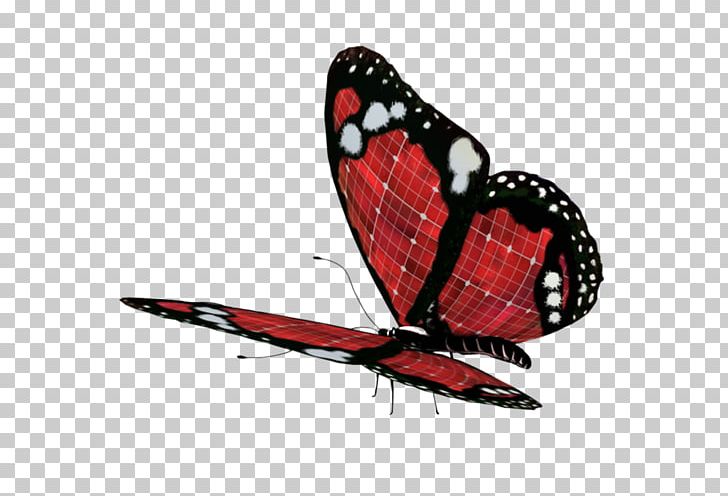 Butterfly PNG, Clipart, 4 Shared, Arthropod, Bedding, Brush, Butterflies And Moths Free PNG Download