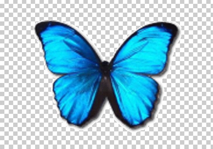 Butterfly Menelaus Blue Morpho Blue-banded Morpho Computer Icons PNG, Clipart,  Free PNG Download