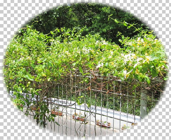 Japanese Honeysuckle Nectar Vine Shrub Tree PNG, Clipart, Binomial Nomenclature, English, Evergreen, Family, Flying Island Free PNG Download