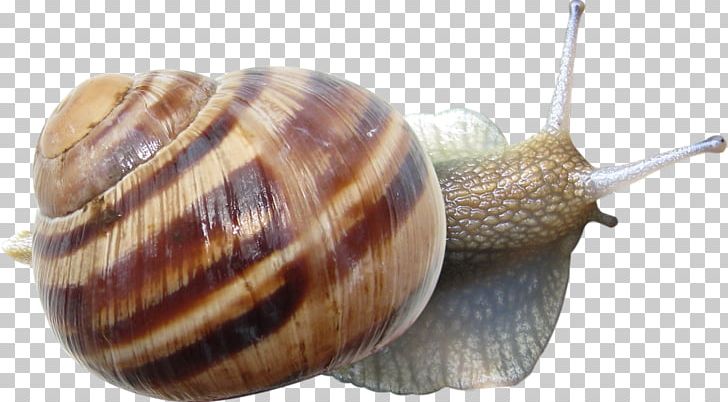 Snail PhotoScape PNG, Clipart, Animals, Blog, Camera, Cockle, Conchology Free PNG Download