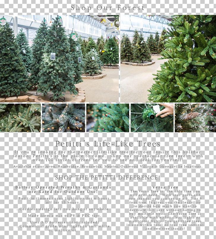 Tree Plantation Shrub PNG, Clipart, Bellandris Rehner Garden Center, Evergreen, Flora, Grass, Nature Free PNG Download