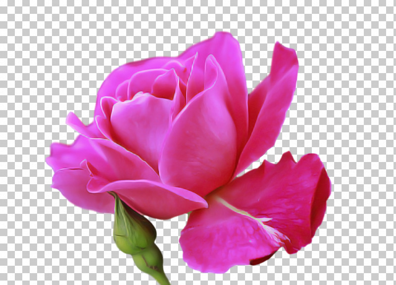 Garden Roses PNG, Clipart, Biology, Bud, Cabbage Rose, Closeup, Cut Flowers Free PNG Download
