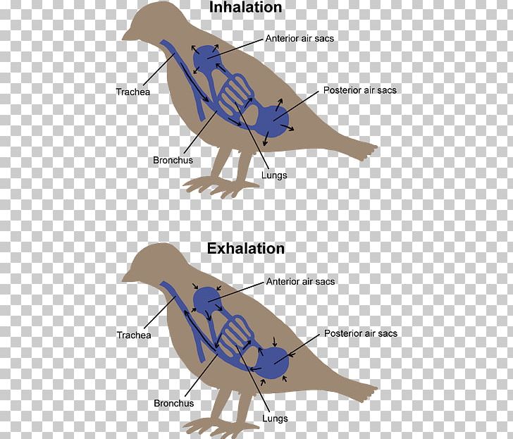 Bird Respiration Respiratory System Vertebrate Breathing PNG, Clipart ...