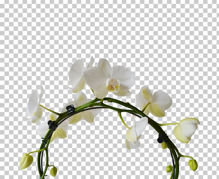 Moth Orchids White Cut Flowers Plant Stem PNG, Clipart, Bloemenatelier Verde, Blossom, Branch, Cat, Cut Flowers Free PNG Download