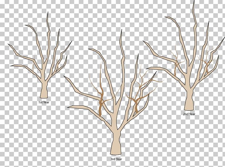 Tree Branch Woody Plant Apples Pruning PNG, Clipart, Antler, Apple, Apples, Basal Shoot, Branch Free PNG Download