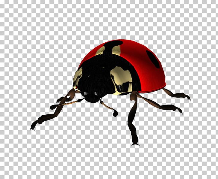 Beetle Coccinella Portable Network Graphics The Ladybug PNG, Clipart, Arthropod, Beetle, Coccinella, Digital Image, Image File Formats Free PNG Download