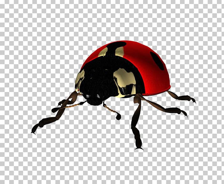 Beetle Coccinella Portable Network Graphics The Ladybug PNG, Clipart ...