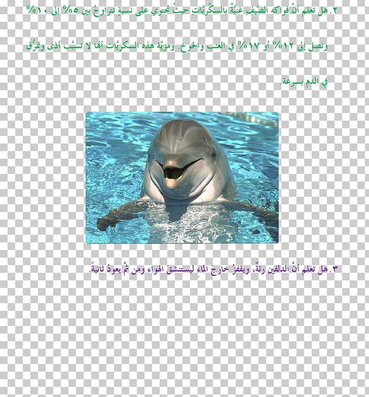 Common Bottlenose Dolphin Baby Dolphin Marine Mammal PNG, Clipart, Animal, Animal Cognition, Animals, Aqua, Baby Dolphin Free PNG Download