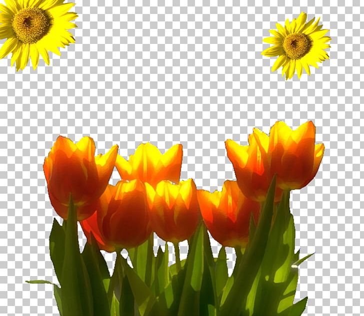 Flower Tulip Designer Computer File PNG, Clipart, Cartoon, Computer Wallpaper, Daisy Family, Designer, Download Free PNG Download