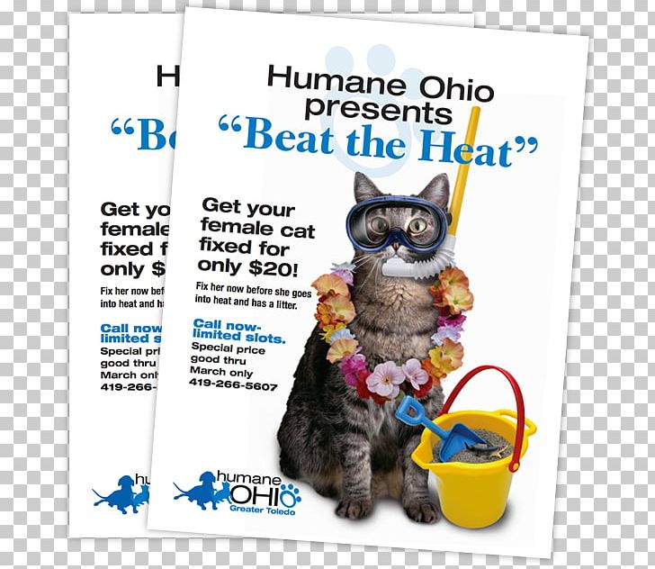 Kitten Promotion Neutering Slogan PNG, Clipart, Carnivoran, Cat, Cat Like Mammal, Discounts And Allowances, Flyer Free PNG Download
