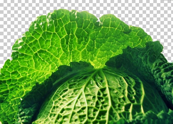 Savoy Cabbage Collard Greens Food Spring Greens PNG, Clipart, Cabbage, Cartoon Cabbage, Chinese Cabbage, Collard Greens, Food Free PNG Download