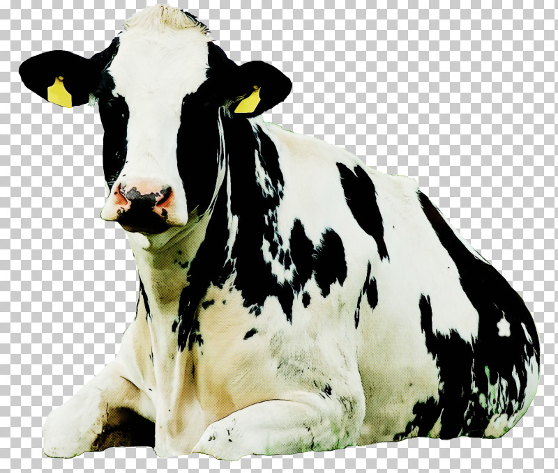 Dairy Cow Bovine Livestock Animal Figure Cow-goat Family PNG, Clipart, Animal Figure, Bovine, Bull, Calf, Cowgoat Family Free PNG Download