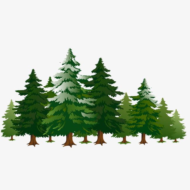 Images Of Cartoon Evergreen Tree Clipart