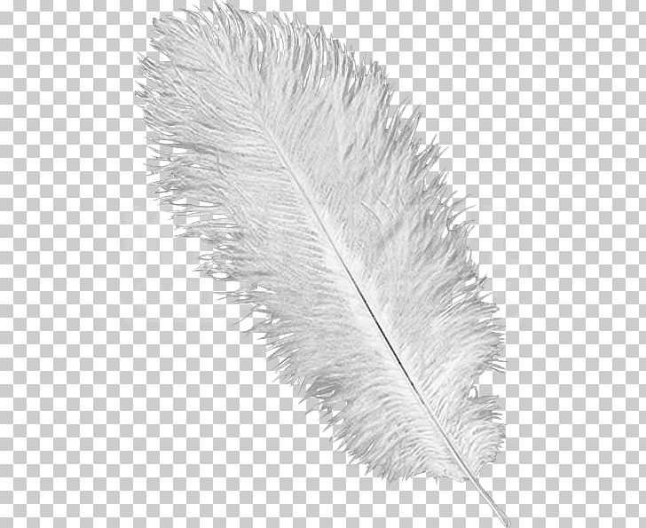 Feather Common Ostrich Plume Hat Headgear PNG, Clipart, Animals, Black And White, Burgundy, Clothing Accessories, Common Ostrich Free PNG Download