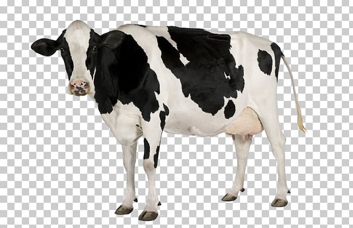 Holstein Friesian Cattle Simmental Cattle Stock Photography Dairy Cattle Dairy Farming PNG, Clipart, Calf, Cattle, Cattle Feeding, Cattle Like Mammal, Cow Goat Family Free PNG Download