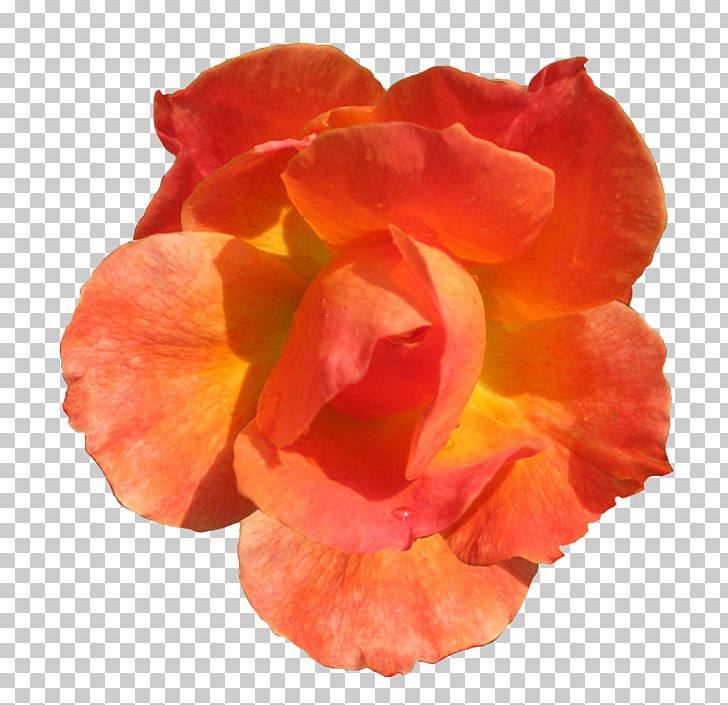 Orange Flower Rose Red PNG, Clipart, Clip Art, Cut Flowers, Drawing, Flower, Flowering Plant Free PNG Download