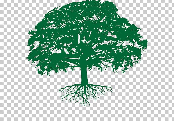 Branch Oak Tree Arborist Business PNG, Clipart, Arborist, Branch, Business, Cannabis Rights, Certified Arborist Free PNG Download