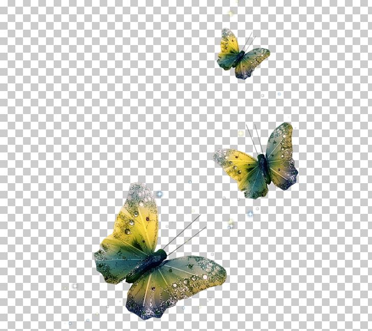 Butterfly PNG, Clipart, Animation, Brush Footed Butterfly, Butterfly, Colias, Desktop Wallpaper Free PNG Download