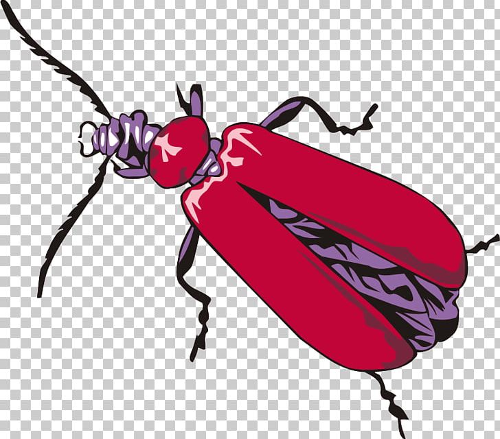 Cardinal Beetle Drawing PNG, Clipart, Animal, Animals, Arthropod, Artwork, Beetle Free PNG Download