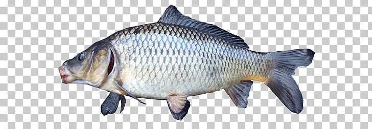 Common Carp Tilapia Freshwater Fish Carp Fishing PNG, Clipart, Animal, Animal Figure, Animals, Barramundi, Bony Fish Free PNG Download