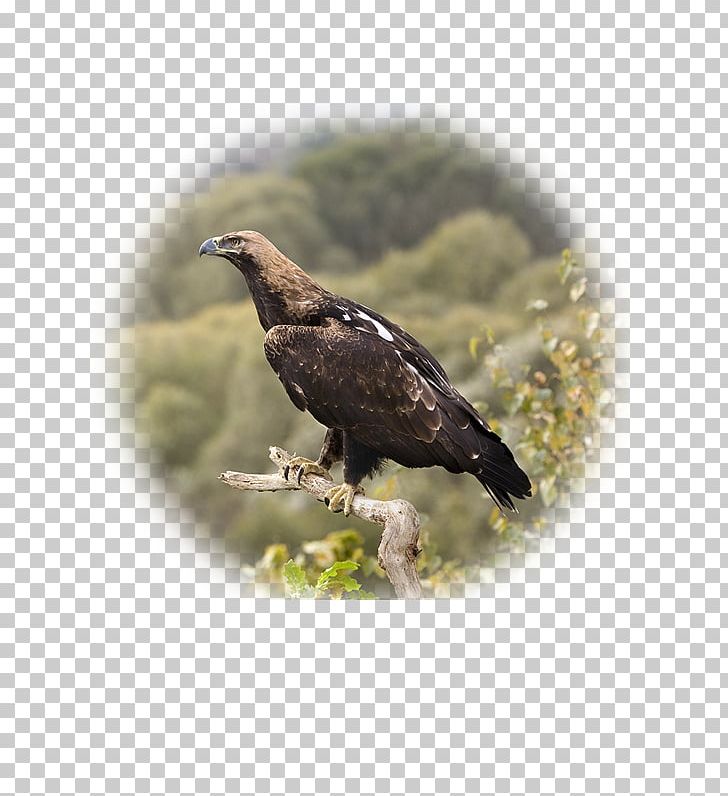 Eastern Imperial Eagle Vinnytsia Bird Of Prey PNG, Clipart, Accipitriformes, Animal, Animals, Aquila, Beak Free PNG Download