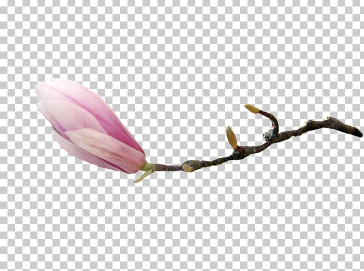 Flower Southern Magnolia Magnoliaceae PNG, Clipart, Branch, Bud, Clip Art, Color, Flower Free PNG Download