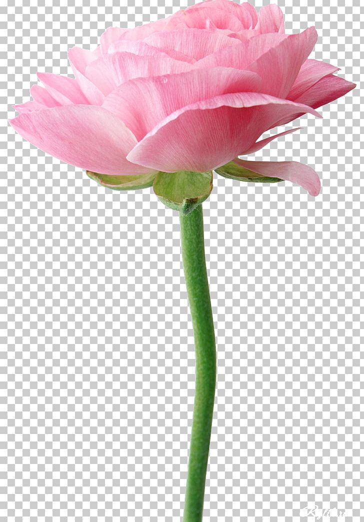 Portable Network Graphics Garden Roses Flower Bouquet PNG, Clipart, Blog, Bud, Ce La Monnaie De Paris Alain, Centerblog, Cut Flowers Free PNG Download