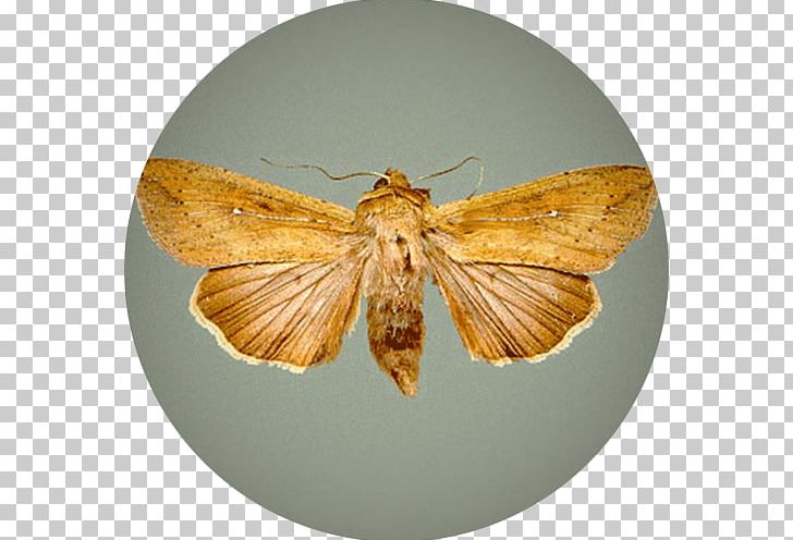 Butterfly Moth African Armyworm Mythimna Unipuncta Insect PNG, Clipart, African Armyworm, Arthropod, Bombycidae, Brush Footed Butterfly, Butterflies And Moths Free PNG Download