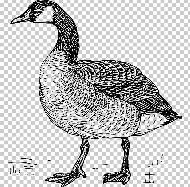 Chinese Goose Bird Canada Goose Coloring Book PNG, Clipart, Animal, Animals, Ausmalbild, Beak, Bird Free PNG Download