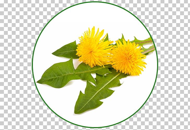 Dietary Supplement Health Herb Plant Dandelion PNG, Clipart, Daisy Family, Dandelion, Diet, Dietary Supplement, Dieting Free PNG Download