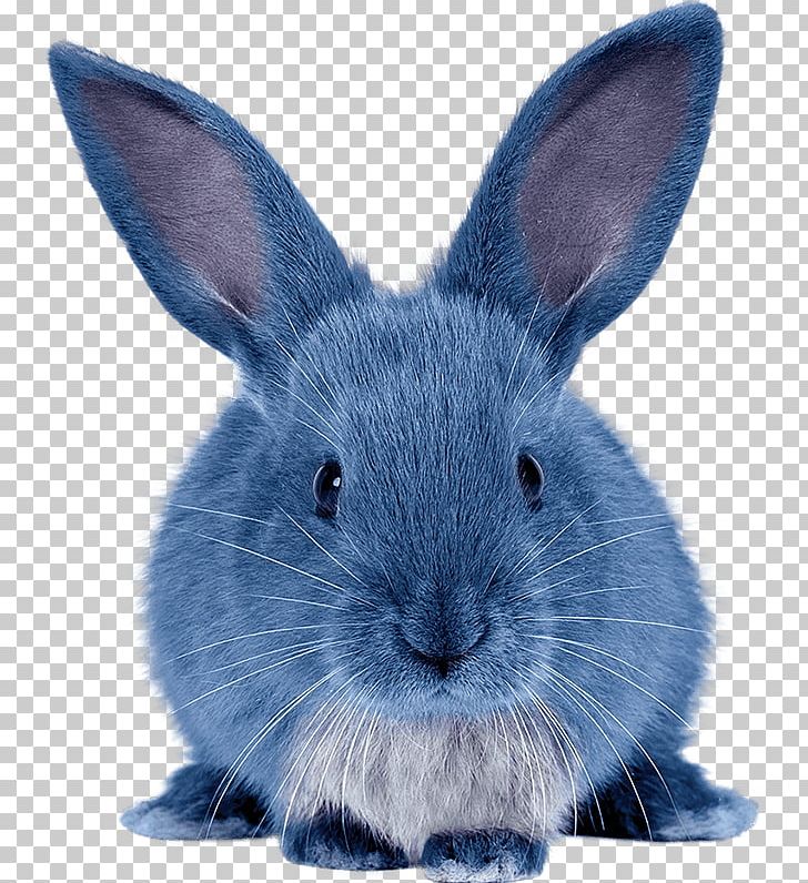 Domestic Rabbit Hare Angora Rabbit Holland Lop PNG, Clipart, Angora Rabbit, Animals, Blue Bunny Drive, Blue Bunny Ice Cream Parlor, Domestic Rabbit Free PNG Download