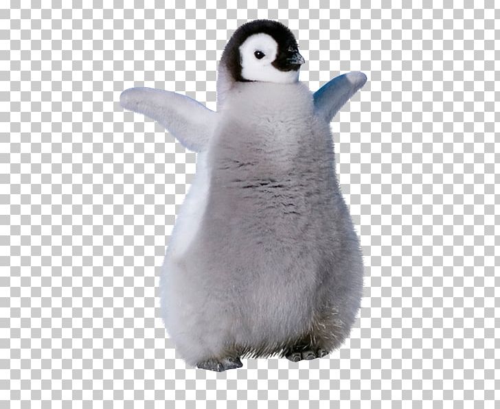 King Penguin Stuffed Animals & Cuddly Toys Beak PNG, Clipart, Animals, Beak, Bird, Flightless Bird, King Penguin Free PNG Download