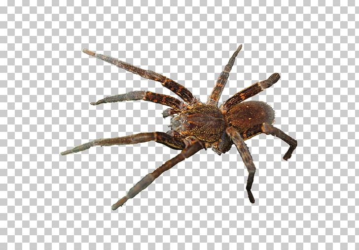 Spider Fly Bee Game Tarantula Cross-stitch PNG, Clipart, Android, Arachnid, Araneus, Araneus Cavaticus, Arthropod Free PNG Download