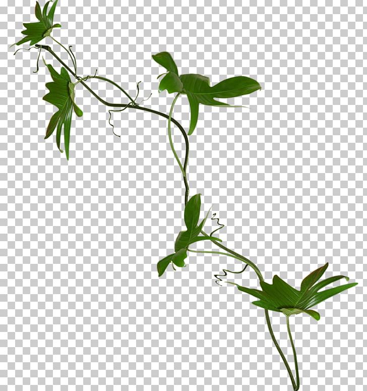 Branch Vine Plant Stem Tree PNG, Clipart, Branch, Branches, Drawing, Flora, Flower Free PNG Download