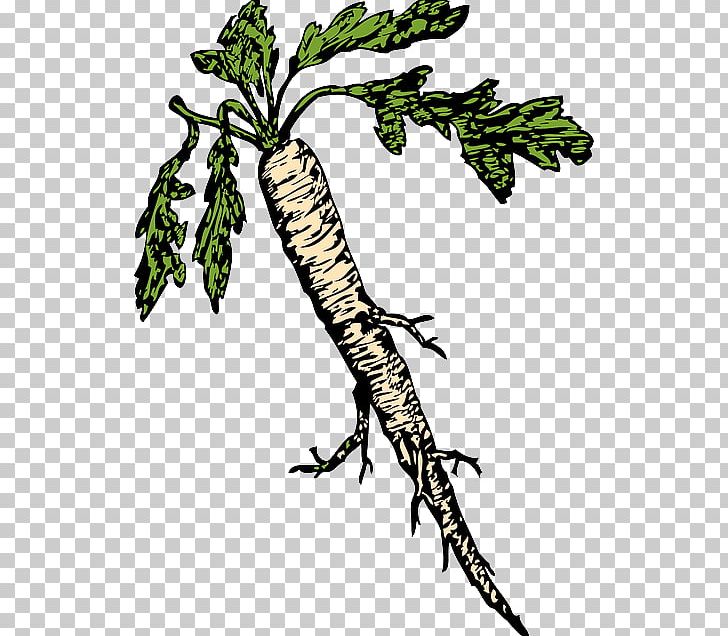 Root PNG, Clipart, Amphibian, Art, Branch, Computer Icons, Download Free PNG Download