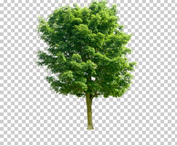 Stock Photography Tree Juglans Pruning PNG, Clipart, Branch, Deciduous, Desktop Wallpaper, Evergreen, Green Free PNG Download