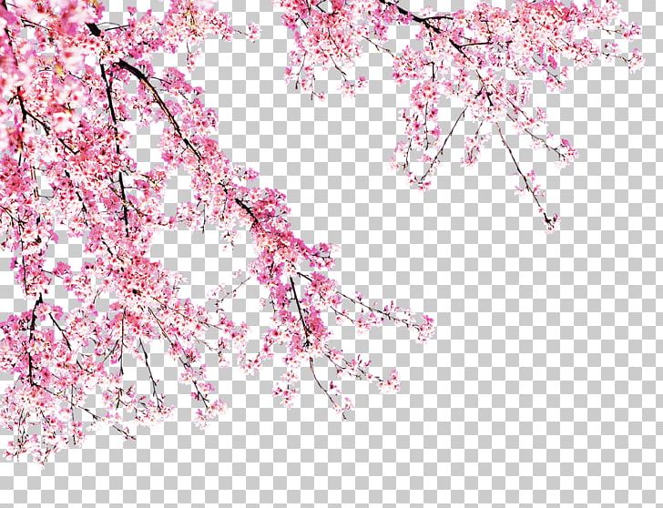 Cherry Blossom Pink PNG, Clipart, Adobe Illustrator, Background, Bloom, Blooming, Blossom Free PNG Download