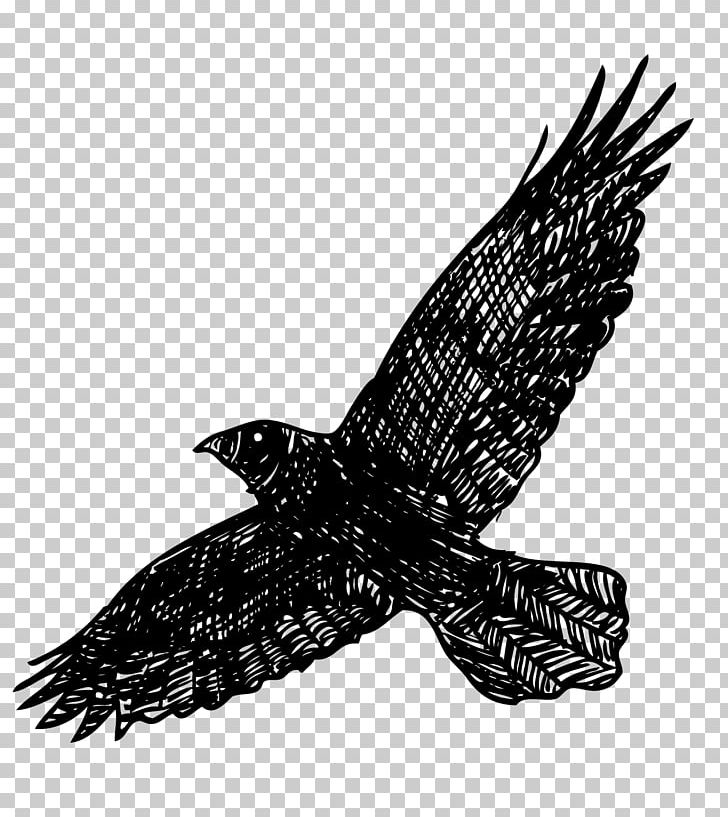 Common Raven Bird Busker PNG, Clipart, Animals, Bird, Cartoon, Crows, Encapsulated Postscript Free PNG Download