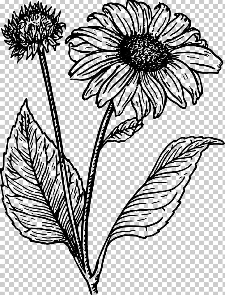 Common Sunflower Line Art Drawing PNG, Clipart, Area, Artwork, Black And White, Cartoon, Chrysanths Free PNG Download