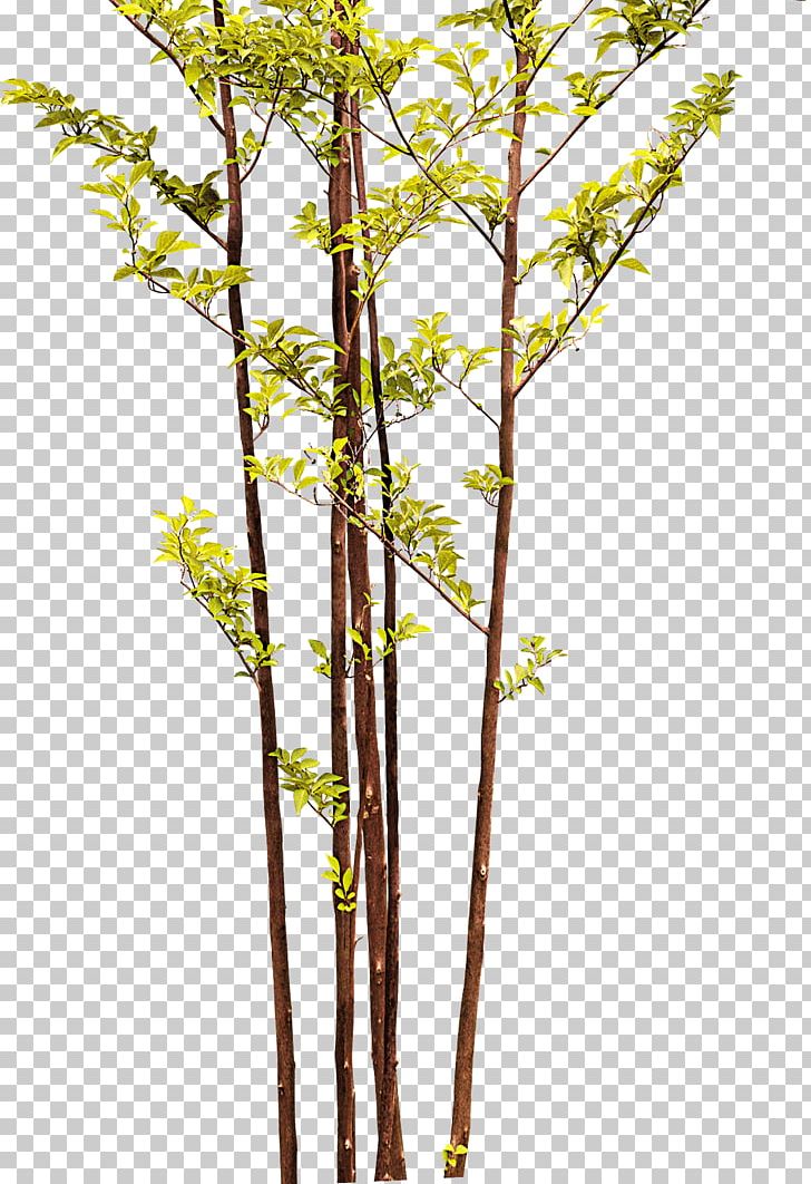 Twig Bamboo Tree PNG, Clipart, Albom, Bamboo, Bamboo Border, Bamboo Frame, Bamboo House Free PNG Download