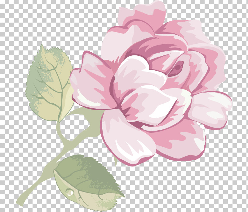 Rose PNG, Clipart, Camellia, Chinese Peony, Flower, Geranium, Japanese Camellia Free PNG Download