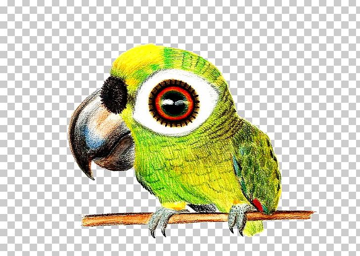 Bird Drawing Colored Pencil Sketch PNG, Clipart, Animal, Animals, Beak, Big, Big  Free PNG Download